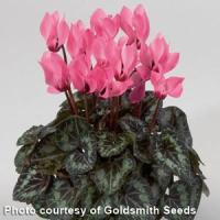 Miracle Salmon Eye Cyclamen
