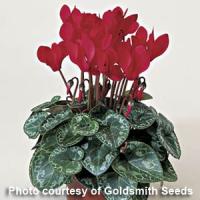 Miracle Scarlet Cyclamen