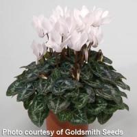Miracle White Cyclamen