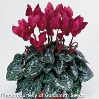 Miracle Wine Cyclamen