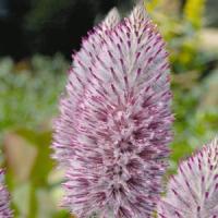 Joey Ptilotus Exaltatus