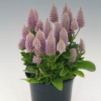 Joey Ptilotus Exaltatus