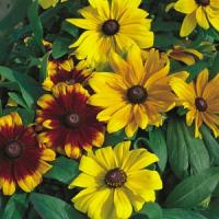 Becky Mix Rudbeckia