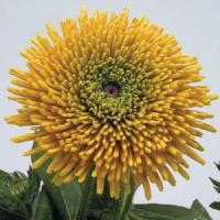 Radiance Rudbeckia