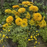 Radiance Rudbeckia