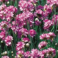 Armeria maritima Splendens