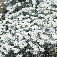 Cerastium Silvery Summer
