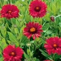Gaillardia Burgundy
