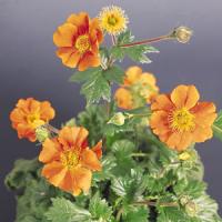 Geum Cooky