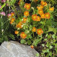 Geum Cooky