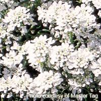 Iberis Snow White