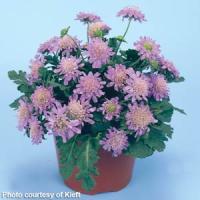 Scabiosa Blue Diamond