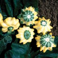 Flying Saucer Squash