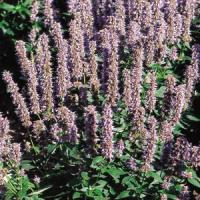 Agastache Fortune Blue
