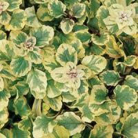 Ajuga reptans Golden Glow