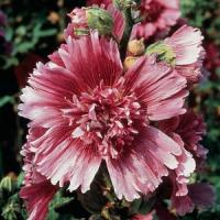 Alcea rosea Queeny Purple