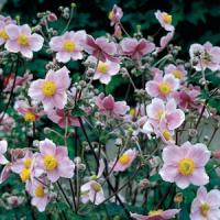 Anemone tomentosum Robustissima