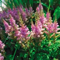 Astilbe chinensis Pumila
