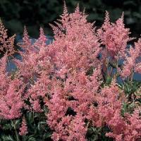Astilbe japonica Rheinland