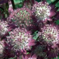Astrantia major Star Of Beauty