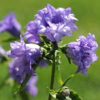 Campanula trachelium Bernice