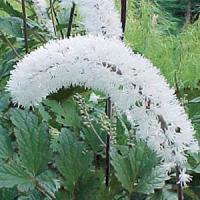 Cimicifuga simplex White Pearl