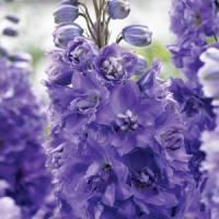 Delphinium Elatum Darwin's Purple Indulgence