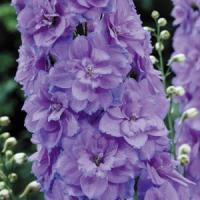 Delphinium Elatum Wishful Thinking