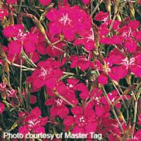 Dianthus deltoides Brilliant