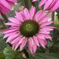 Echinacea Mistical Pink Mist