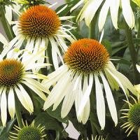 Echinacea Mistical White Mist