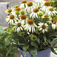 Echinacea Mistical White Mist