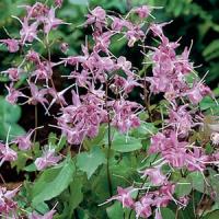 Epimedium Grandiflorum Lilafee
