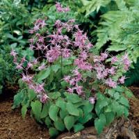 Epimedium Grandiflorum Lilafee
