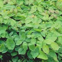 Epimedium Versicolor Sulphurem