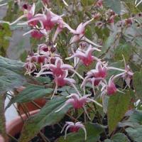 Epimedium Pink Champagne