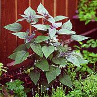 Eupatorium rugosa Chocolate