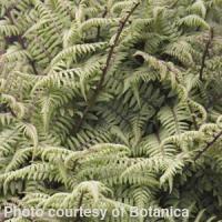Fern Athyrium Ghost