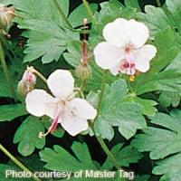 Geranium cantabrigiense Biokovo