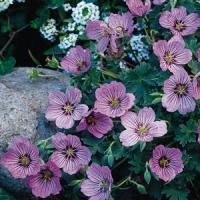 Geranium cinereum Alice