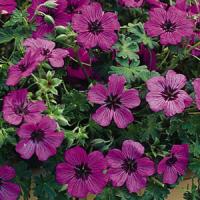 Geranium cinereum Sateene
