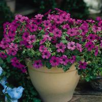 Geranium cinereum Sateene