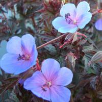Geranium pratense Midnight Blues