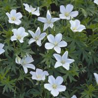 Geranium sanguineum Album