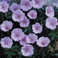 Geranium sanguineum Striatum