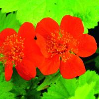 Geum coccineum Eos