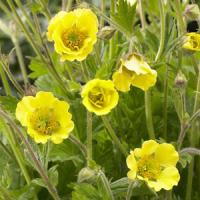 Geum Lisanne