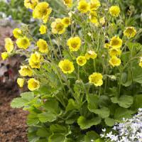 Geum Lisanne