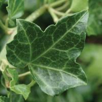 Hedera helix Baltic