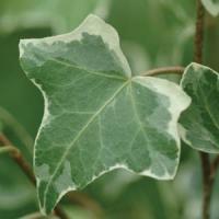 Hedera helix Glacier